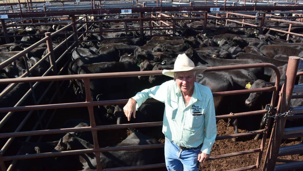 These Angus weaner steers with Booroomooka blood from George and Gwen Boland, Bingara. topped the Inverell sale on a cents a kilogram basis bringing 310c/kg at 250kg, and going to Dalby, Qld, through Kellco. Pictured is Philip Frame, Frame Rural Agencies, Inverell.