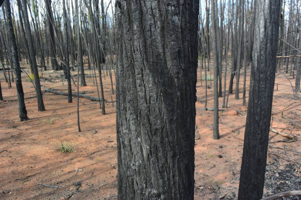 Dense stands of young trees show a landscape poorly managed for fire. This hot blaze near Tingha from last February has left little opportunity for biodiversity.