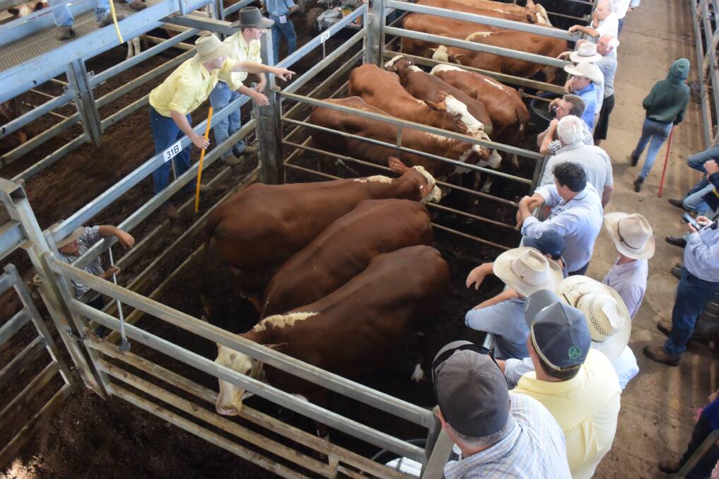 Six-tooth Brangus cows, 626kg, by Glyn and Kellie Richards, Casino, made 266c/kg or $1661, at Casino prime sale on Wednesday, going to Teys. The other pen went to Bindaree Beef for $1537.