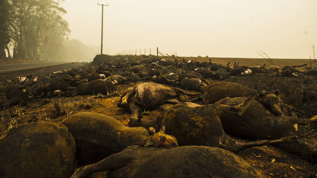 Dead sheep from the Dunn's Road fire near Batlow. Photo Dion Georgopoulos