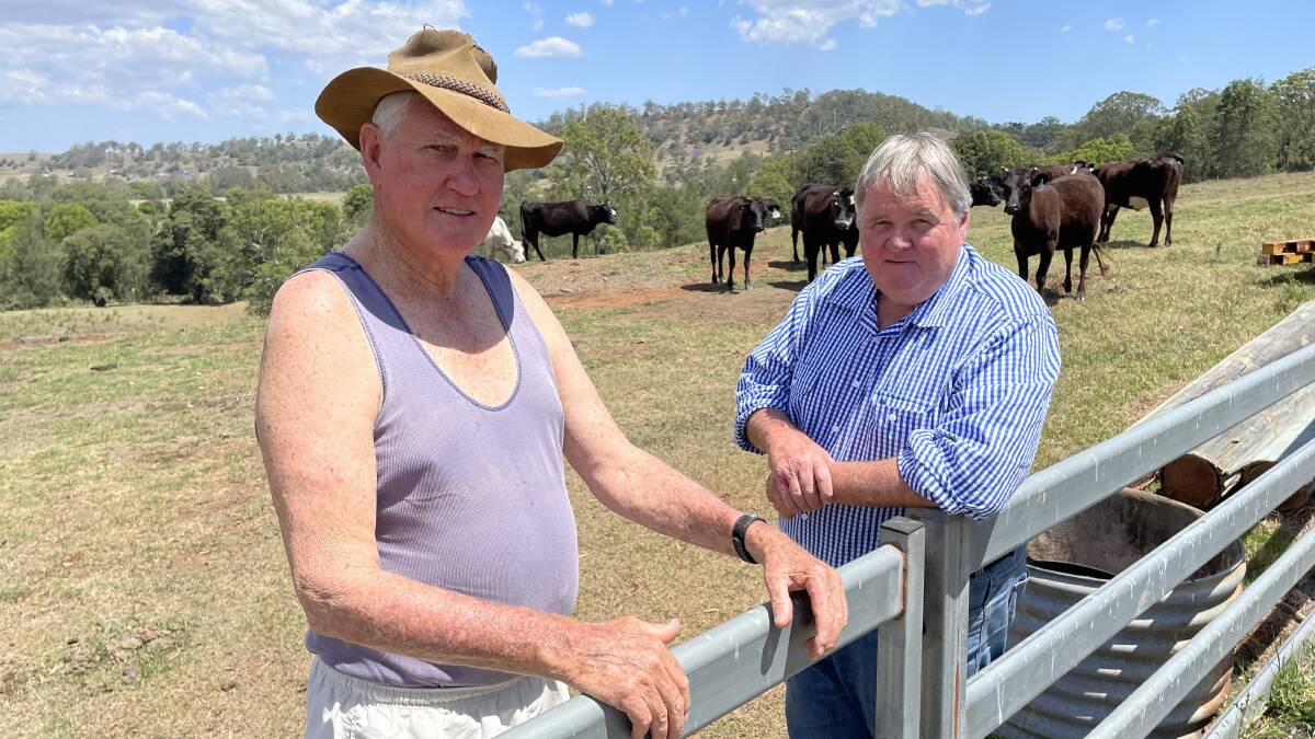 Athol McQueen and Mike Smith, Kyogle, with Wagyu cows that get a lick of molasses to help them through the dry.