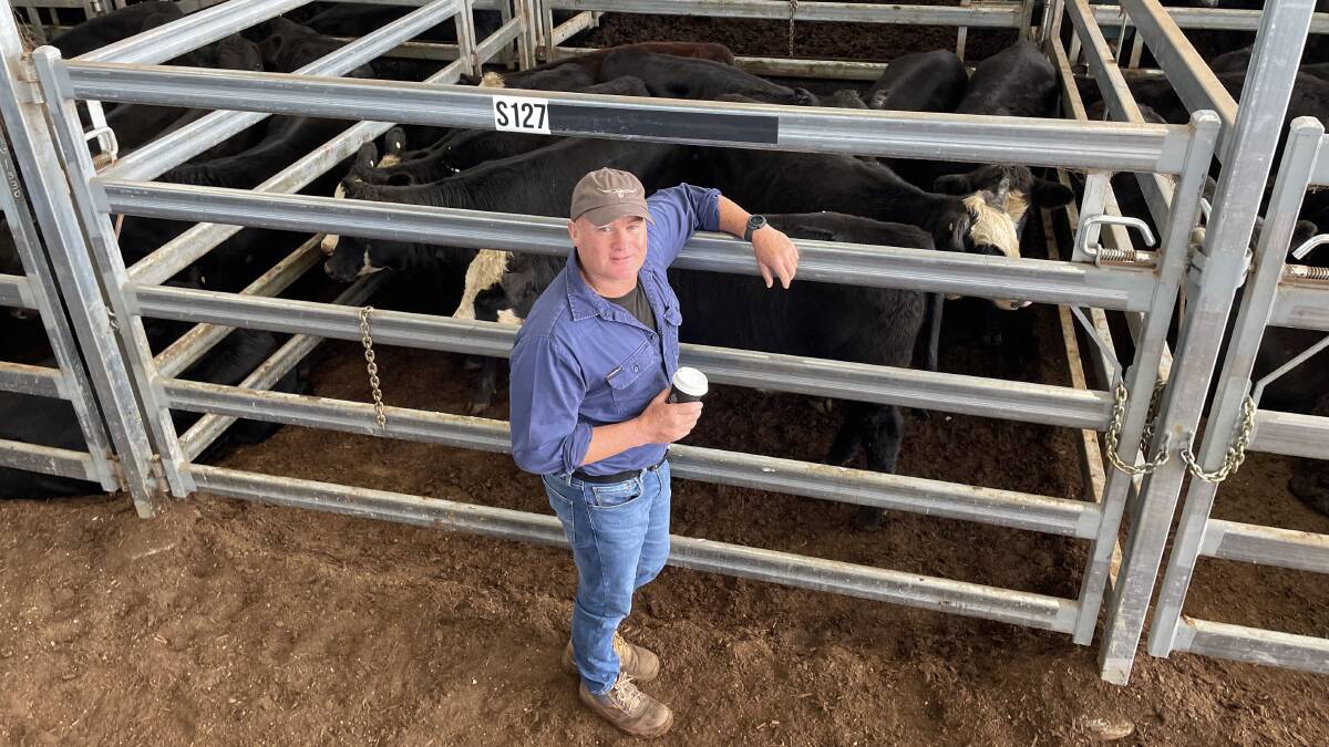 Guyra trader Shane Davidson was in the market for female cattle at Inverell on Thursday pictured with a pen of Smithston Farms' black baldy heifers, 260kg, that made 372c/kg or 967.20.