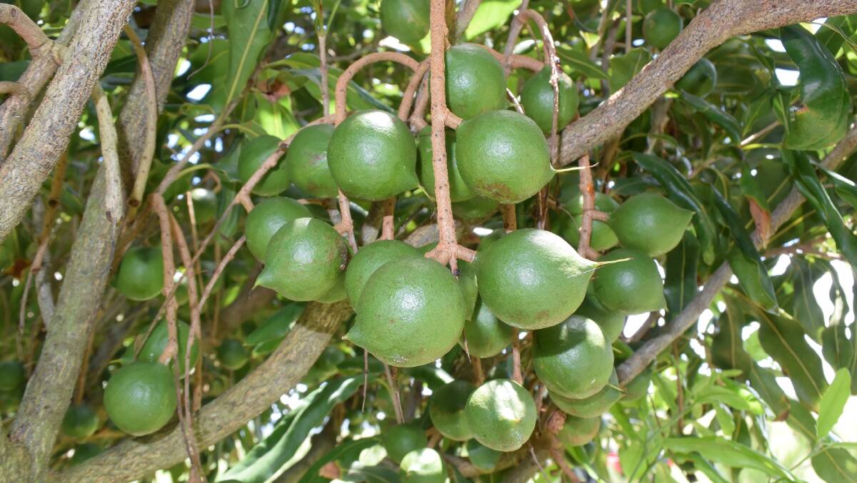 Resilient macadamia proves resilient in drought with better crop than expected in 2020.