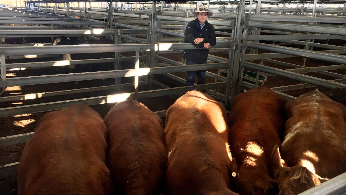 Inverell livestock agent Matt Mair with Westley family Shorthorn-cross cows that sold on a strong market for 300c/kg or $1958 to a southern processor during Tuesday's record sale. Photo: Steven O'Brien, Inverell Regional Livestock Exchange