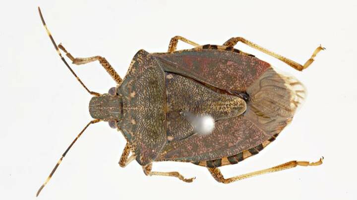 The brown marmorated stink bug has caused damage to soybeans in Italy after arriving on board ships and has since been exported.