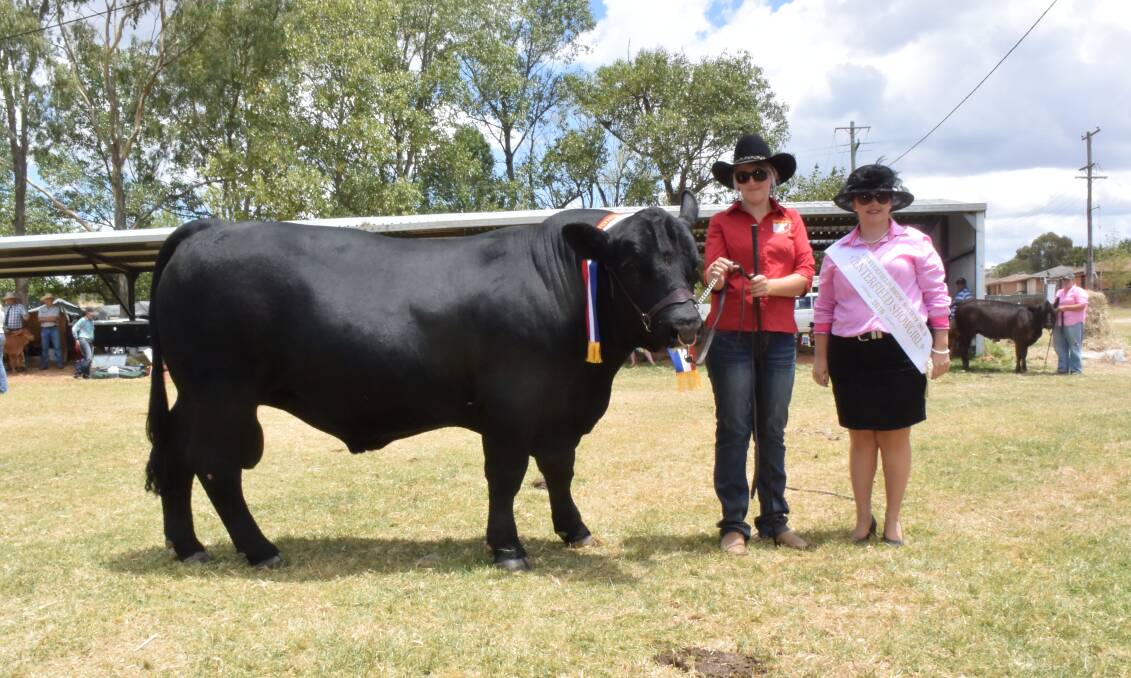 Grand champion bull at Tenterfield show, the black Simmental Sixpence Park Midnight with Amie Martin and show queen Stephanie Kennedy.