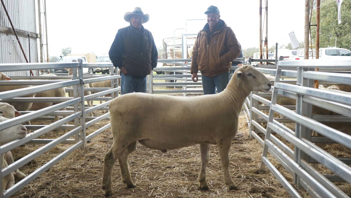 Joe and Cooper Mooney from Bullakina, Goulburn bought the highest selling Southdown/White Suffolk cross from Kismet Stud for $4000. Photo: supplied