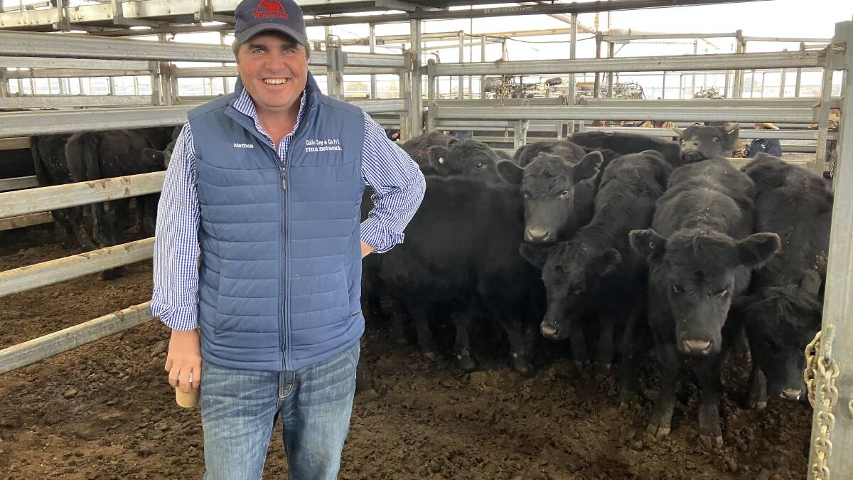 Livestock agent Nathan Purvis, Colin Say and Co, with Wombara Partnership Angus heifers at Inverell prime sale on Tuesday that made 457.2c/kg at 247.5kg or $1131.57. Photo: Steven O'Brien IRLX