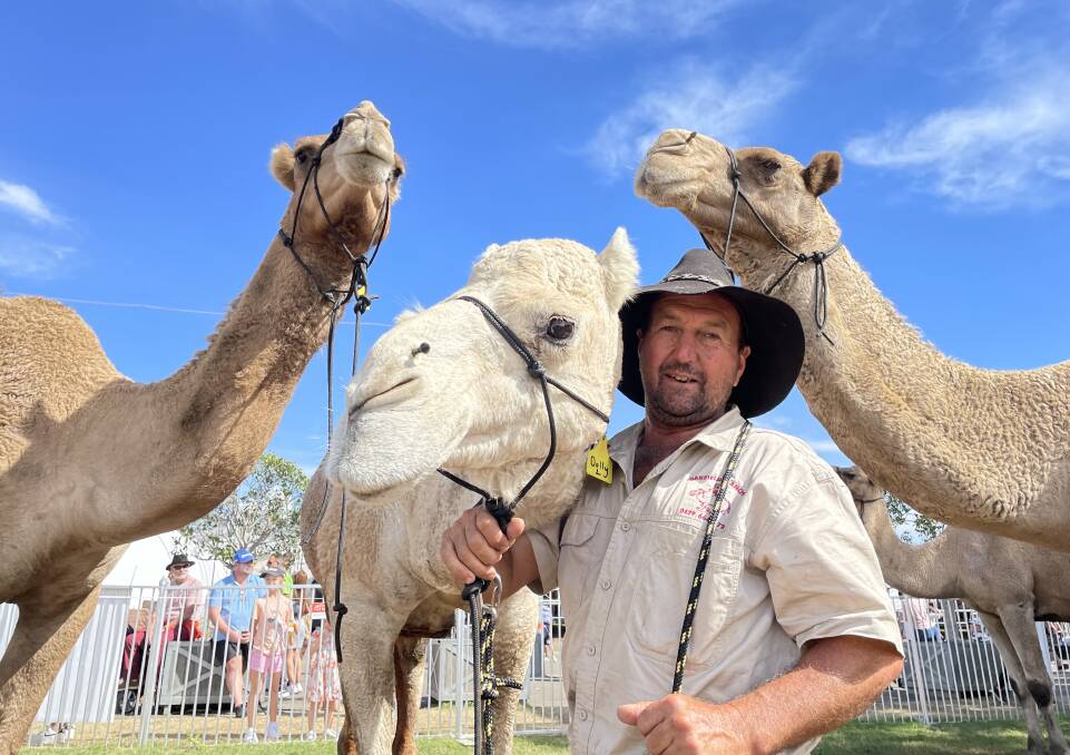 Rod Sansom with some of his camels including a rare albino. "People say camels are naturally cranky and stubborn but they're brainy. Working animals love their job provided you treat them with kindness." 