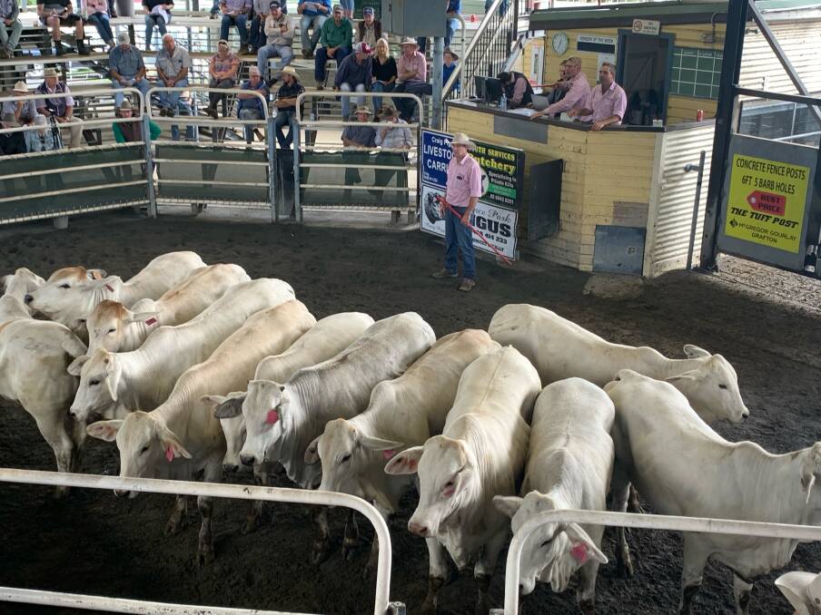 Unjoined Charbray heifers from Edwards Livestock Co, Nettle Creek, made $3000 on Saturday. Photo: Sophie Donovan