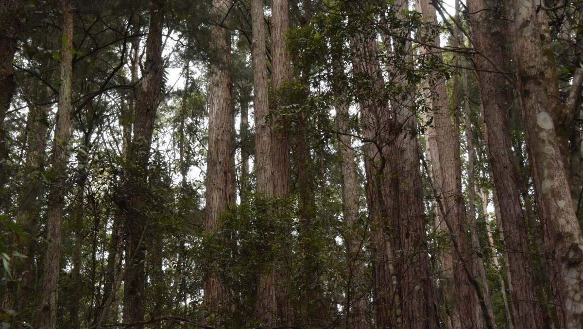State forest regrowth is vital food for the koala but that doesn't mean these Tallowoods near Coramba via Coffs Harbour should be locked up.