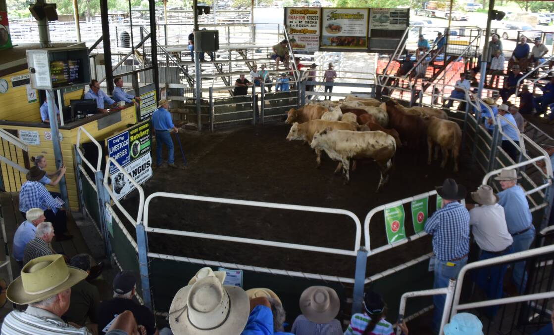 These milk tooth Charolais cross steers with Brahman infusion, 423kg, made 472c/kg or $2000.