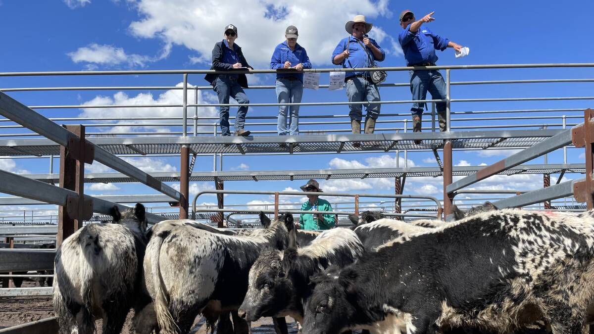 Speckle Park steers 205kg made 440c/kg or $902 at Tenterfield on Thursday.