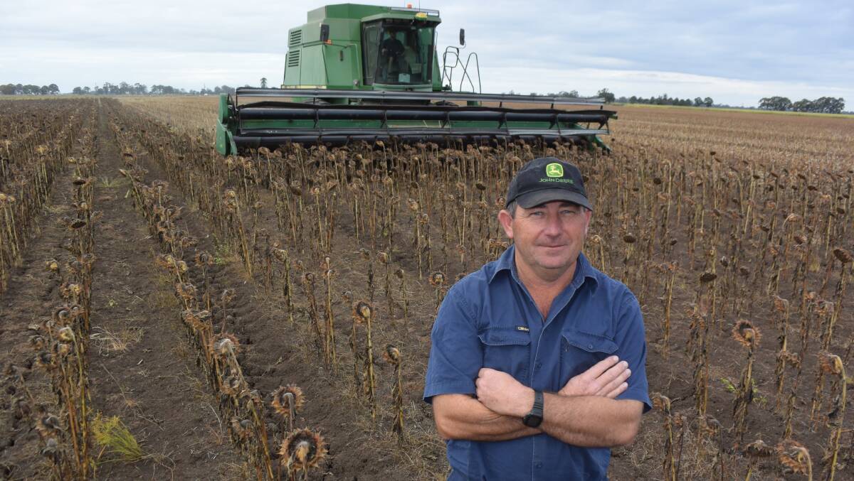 Casino producer Damian MacRae in a paddock of sunflowers harvested over the weekend which produced 1.2 tonnes to the hectare for both black and grey stripe varieties.Marketing them will be a challenge with supply reasonably strong.