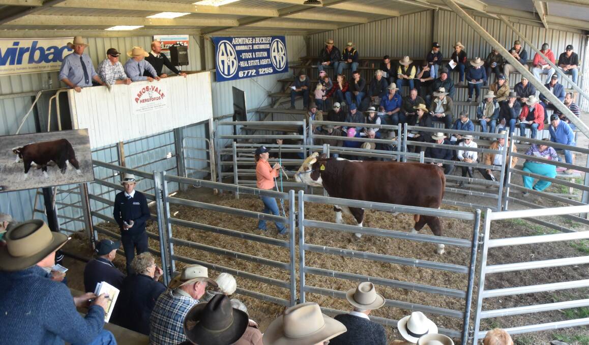 Breeders banned from bull sales outside the "border bubble" are frustrated that purchasing of sires is not being recognised as an essential service, and have little chance of a special permit being granted. File photo from 2019.