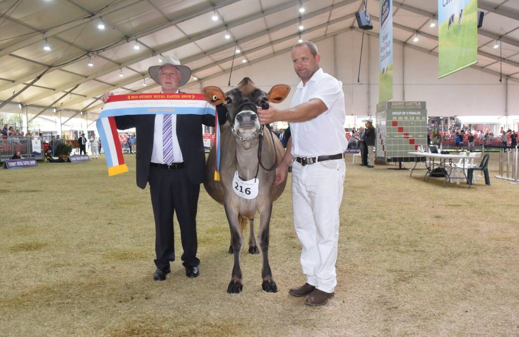 Shirlinn Joel Melys 2 from Brian and Vicki Wilson and family, Tamworth, was sashed junior interbreed champion at Sydney Royal Show, pictured with Todd Wilson.