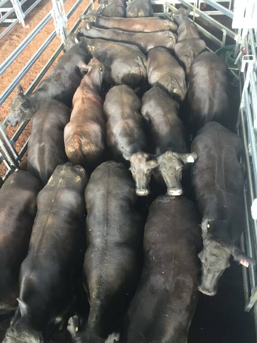 Cows weighing 646kg sold by Paul and Laura Cush, Warialda, through Lehman Stock and Property made 288c/kg or $1862 at Inverell prime cattle sale on Tuesday.