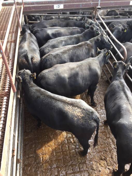 Angus cows, 582kg, sold on Tuesday by J A McGregor, Warialda, for Clarendon Past Co made 220c/kg at Inverell or $1281. Rain this week is no guarantee and breeders are still being let go. Photo by Steven OBrien, IRLX.