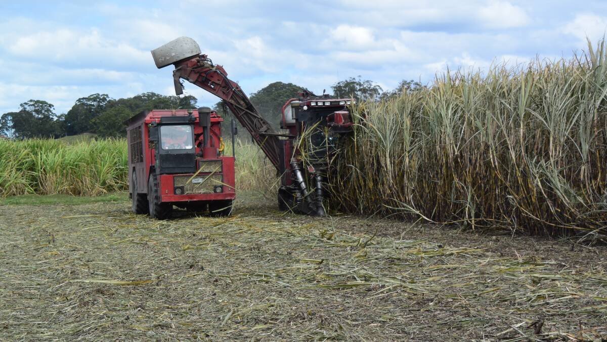 Sugar cane harvest underway in the Tweed valley. File photo.
