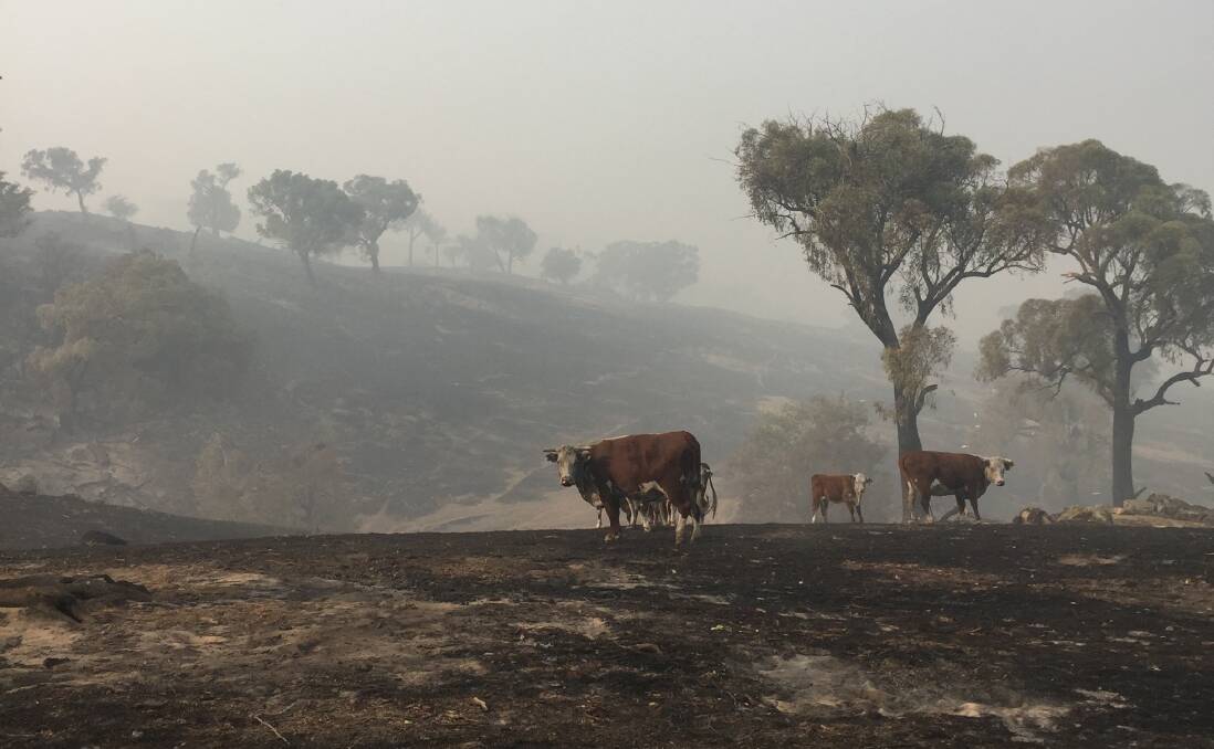 Primary producers affected by NSW fires can now apply for disaster assistance to help with immediate needs. This scene near Batlow. Photos by DPI.