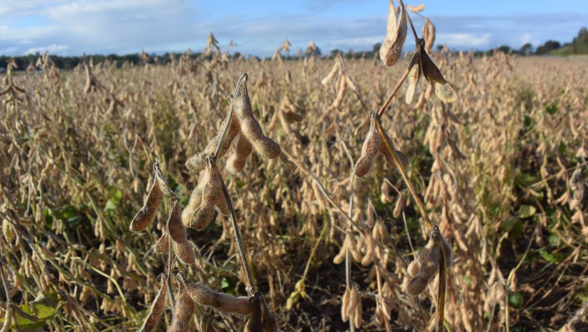 Hayman soybeans ready for harvest near Lawrence on the Lower Clarence.
