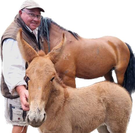 The cattle baron from the lower Macleay, Troy Irwin, and his mule out of a pygmy draft horse. Did Hannibal ride such a beast over the Alps? Photo supplied.