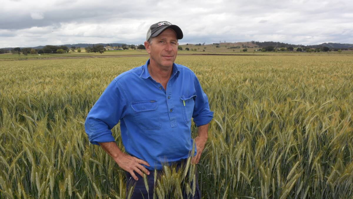 Clovas cropper Ron Du Frocq stands in a paddock of Hawkeye triticale prior to harvesting for silage. Despite an ordinary winter the cereal returned 13t/ha and went to feed dairy cattle as a winter substitute to corn silage.