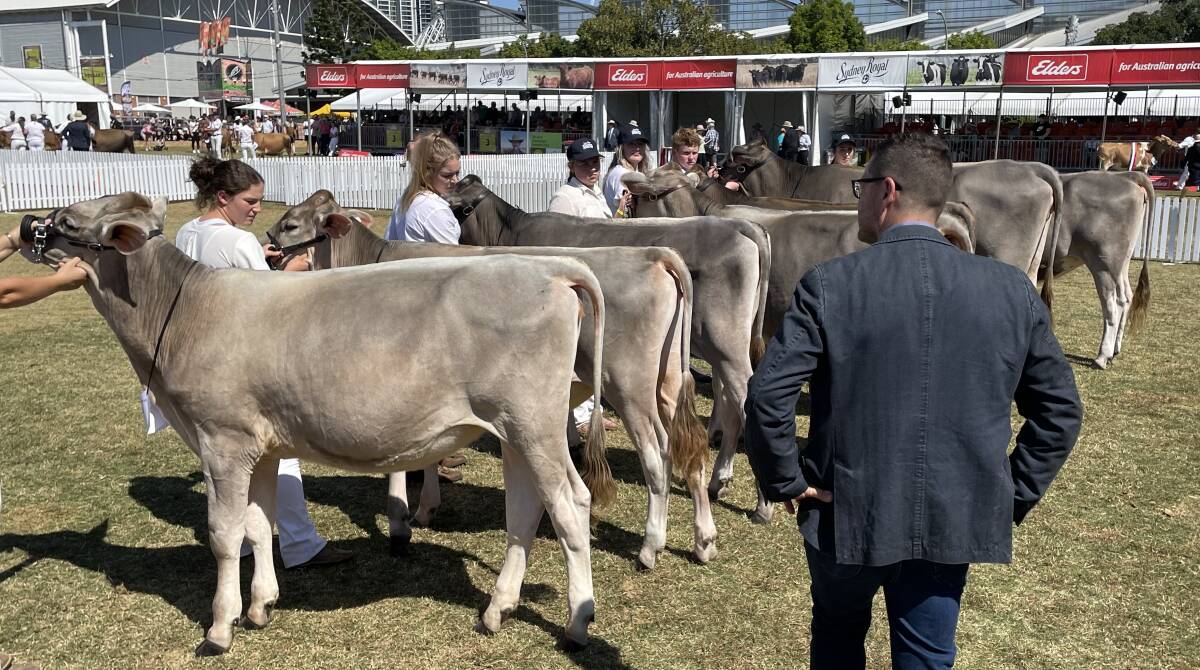 Brown Swiss judge Angelo Pozzatti, inspects a class of heifers during the Sydney Royal Show.