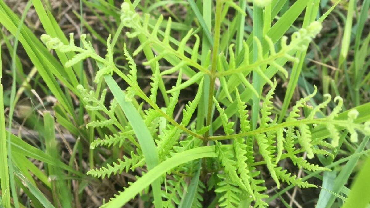 Bracken fern among the bladey grass.