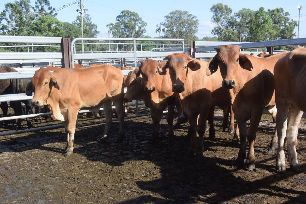 Milk- and two-tooth Droughtmaster steers off paddocks of setaria grass, 351kg made 370c/kg at Grafton sale last Thursday.