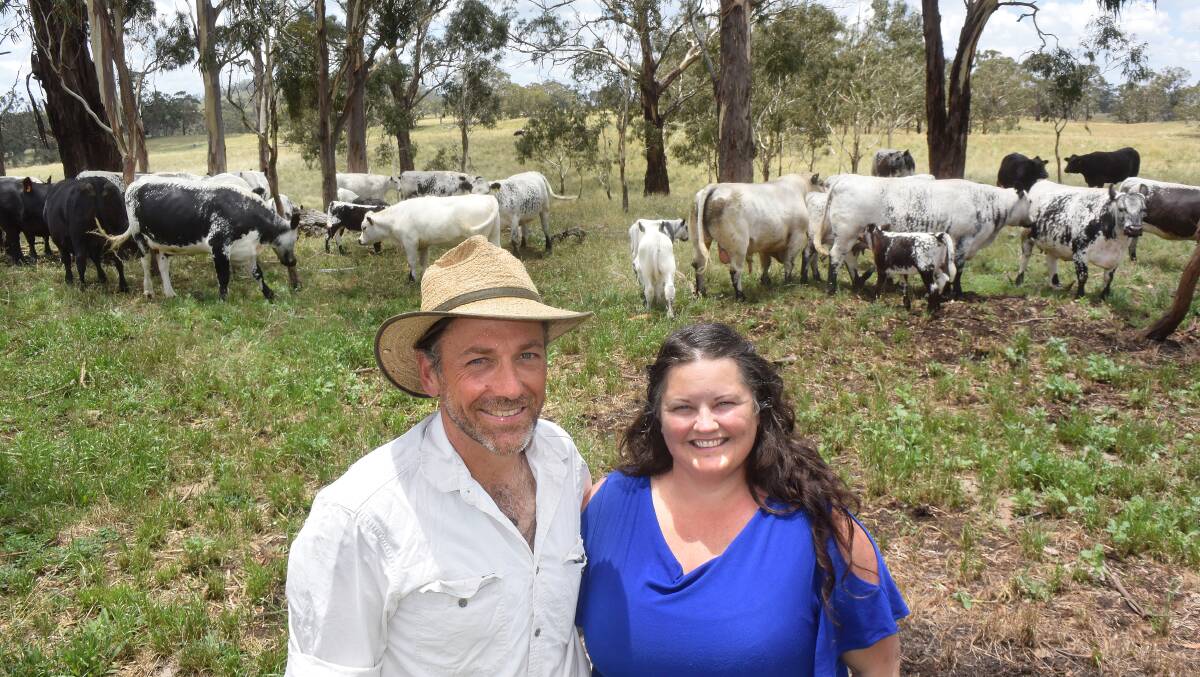 Composite breeding with Speckle Park as the base of their program has led to success on hoof and hook for John and Bev Winter, Furracabad via Glen Innes, who have found a recessive myostatin gene can work in their favour.