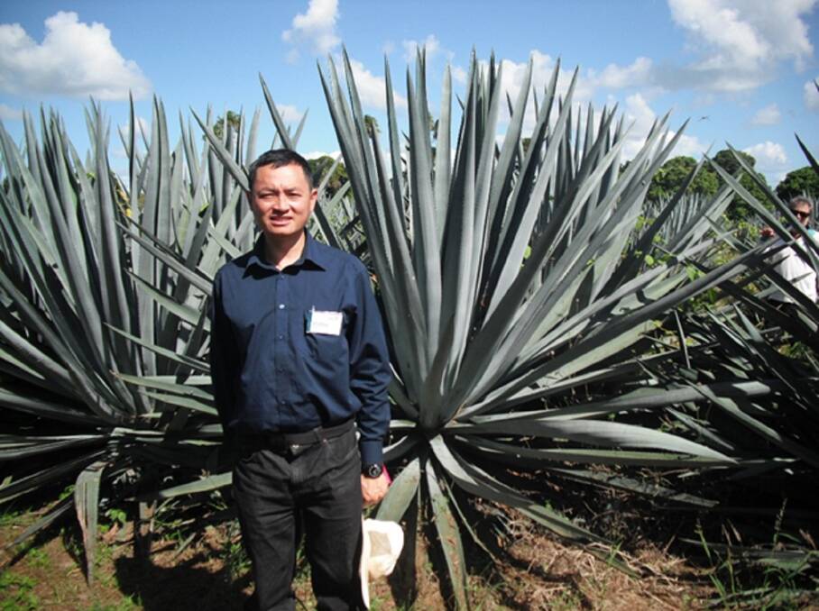 Sydney University associate professor Daniel Tan says there is scope for agave to be grown commercially in summer dominant rainfall areas north of Dubbo.