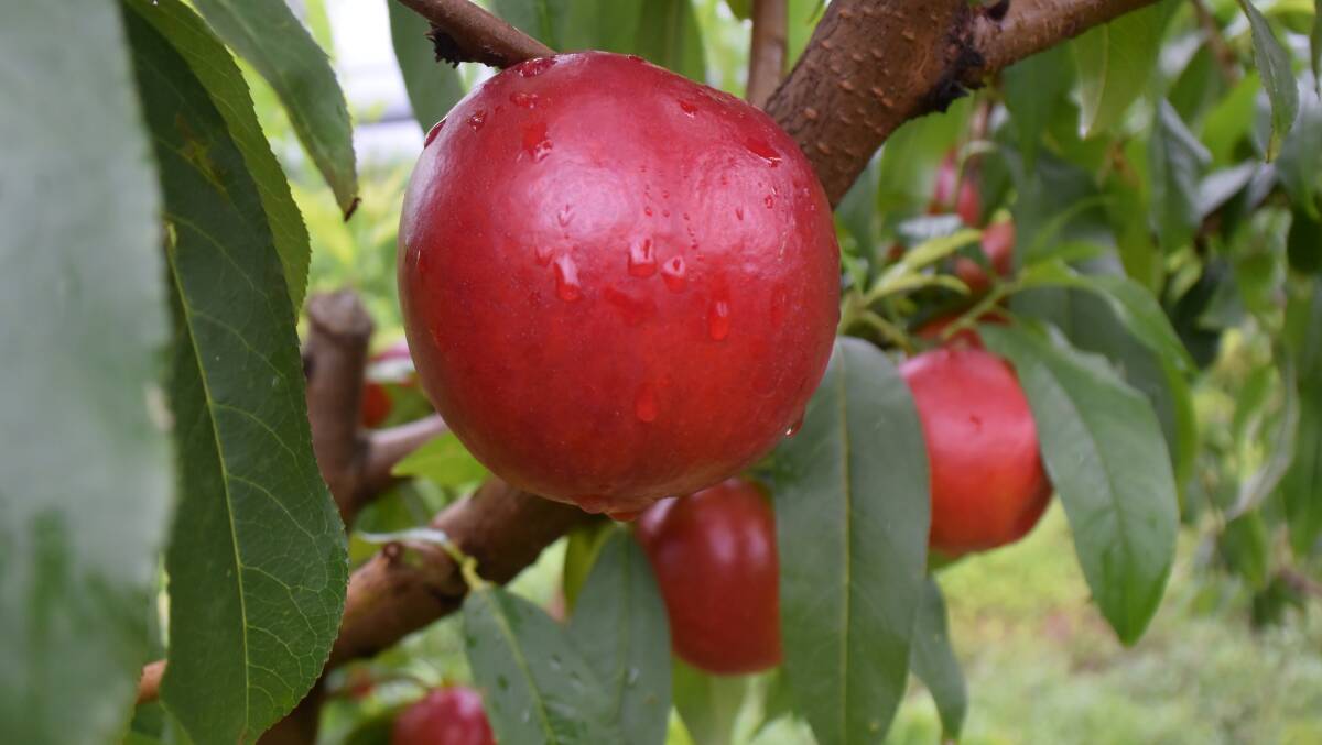 Harvest labour shortage will result in a price rise for stonefruit up to 25pc predicts ABARES.