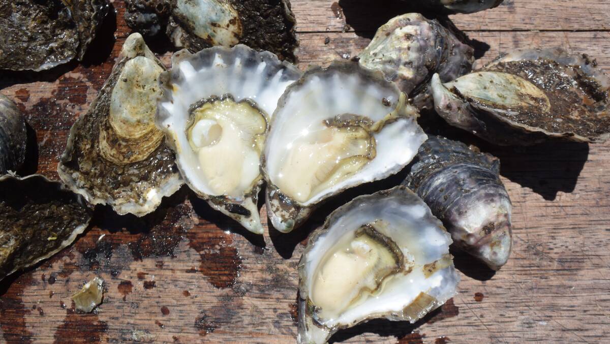 Wild variety Richmond River oysters appear to be the only type able to withstand QX disease but breeding work needs to step up.