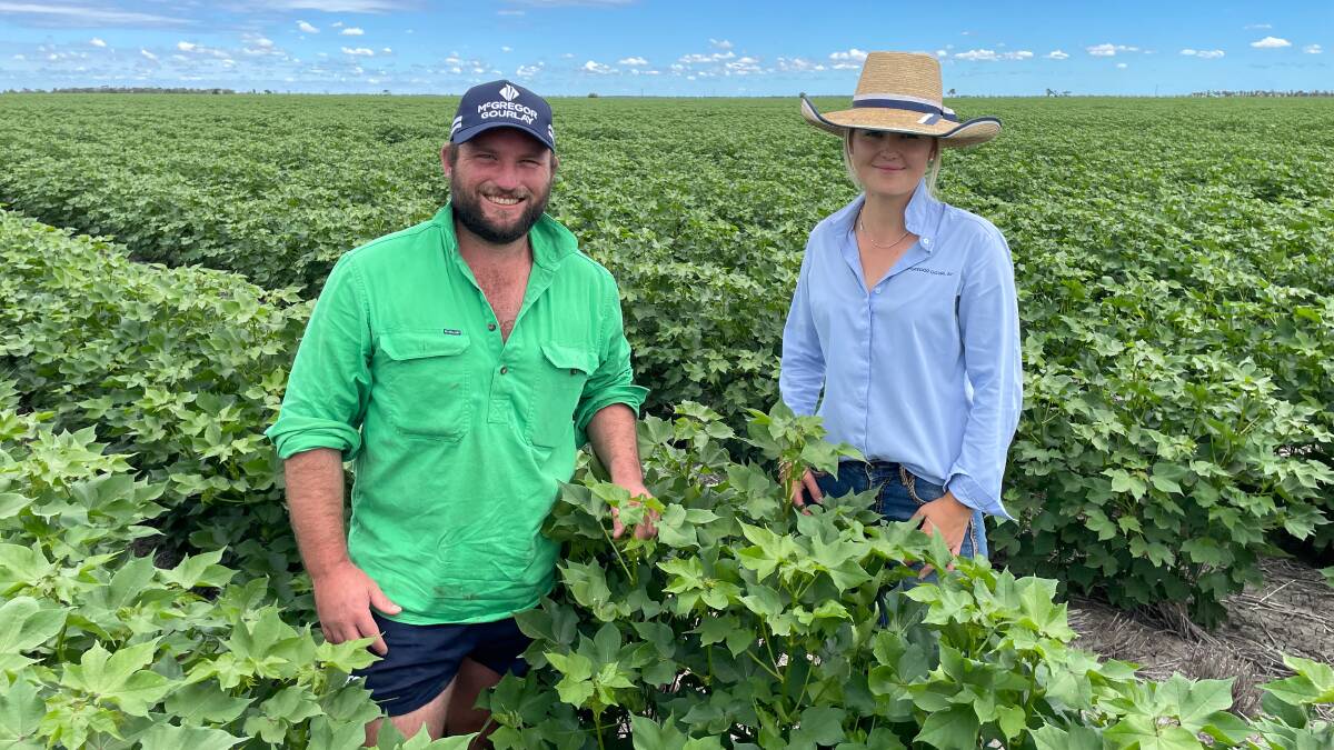 Garah farmer Jack Ticehurst with agronomist Alliarna Brazel in a crop of 748 variety dryland cotton. By skipping the odd row at sowing they have conserved soil moisture for later in the season.