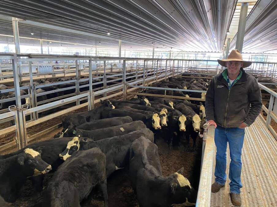 Marcus Schembri, Nutrien Bathurst, with Angus cross cows which sold for 310c/kg, for 505kg to return $1567 at Carcoar on Tuesday.