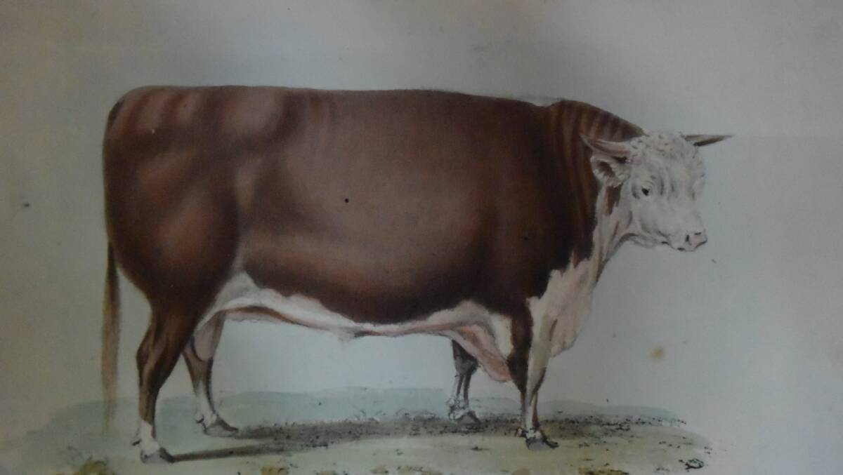 The bull 'Cotmore' circa late 1700s. This vision in ink has inspired Peter Hall, Tunglebung, to receate the past through frozen genetics.
