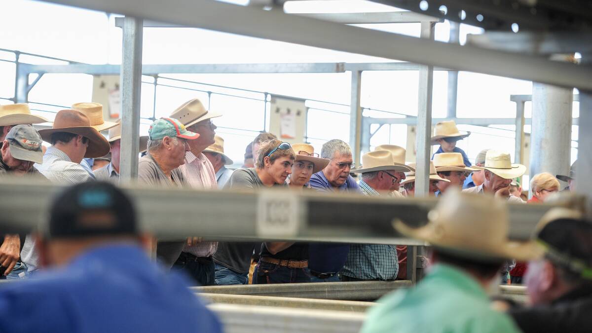 Buyers pack against the rail keen to make a bid at Tamworth on Friday where prices were beyond strong. Photo: Lucy Kinbacher