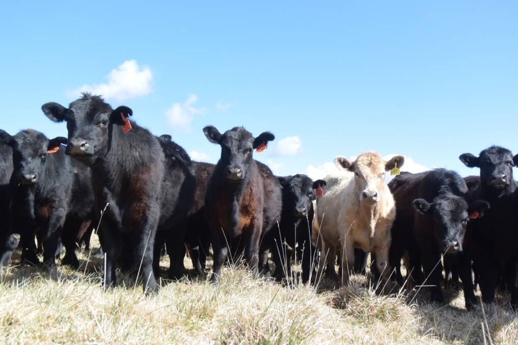Co-operatively marketed beef has many advantages, provided organisations behind these arrangements have scale and an ability to share the work load.
