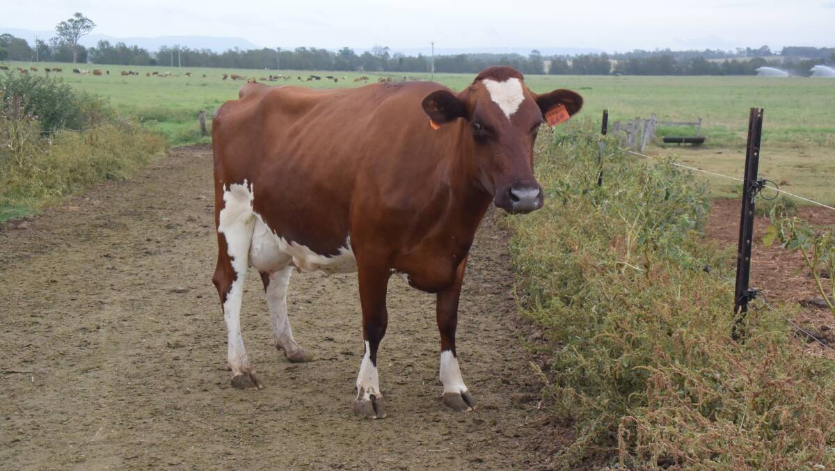 Australian Red Dairy cows are more fertile and resilient.