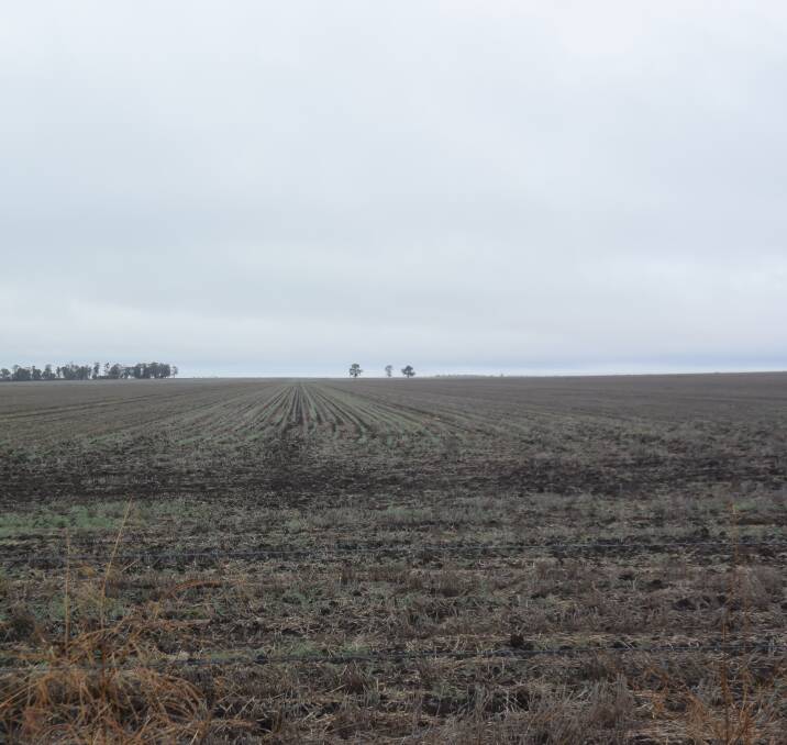 North Star cropping is dormant this season and did not benefit much from mid-winter showers.