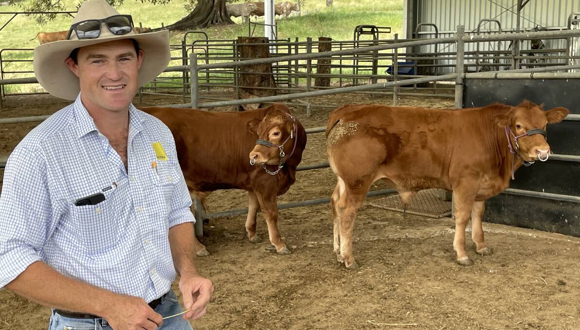 Show steers prepared at Tookawhile for Josh Sawtell's Lindesay View Limousin stud.