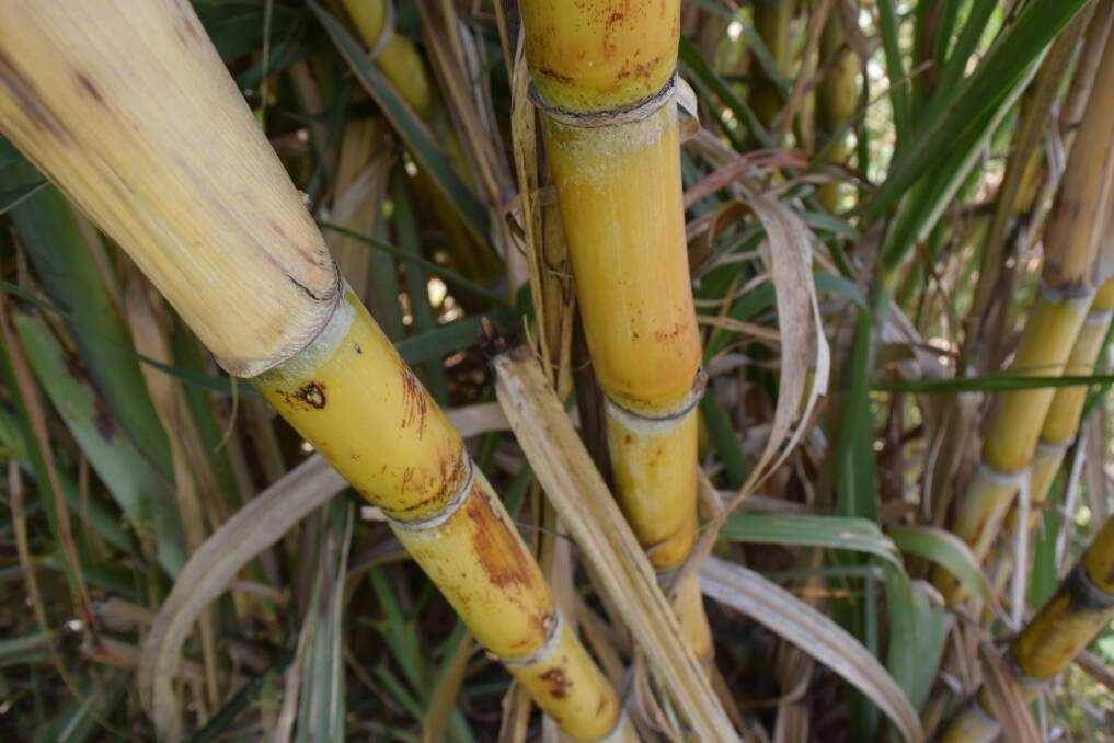 Sugar cane is 60 per cent pure H20 with no impact from water mining. After this week's agreement between Sunshine Sugar and AquaBotanical, eco-conscious consumers will soon be able to buy it in a bottle.