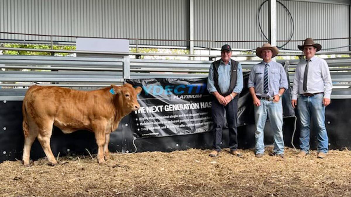 Grand champion potential show steer calf at the 13th annual Glen Innes sale on Monday sold to beyond record money with breeder Col McGilchrist, Wallabadah, sale organiser Shad Bailey, Colin Say and Co, and judge Steve Martin, Dubbo.