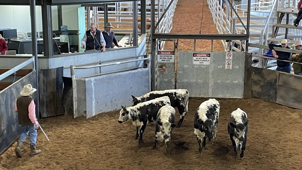 Restockers bid up on a pen of Speckle Park, 182kg a head, sell for 710.2c/kg through Davidson Cameron as Dean Taylor calls the bids during the Scone prime market on Tuesday. Photo: Brett Peel, SRLSC