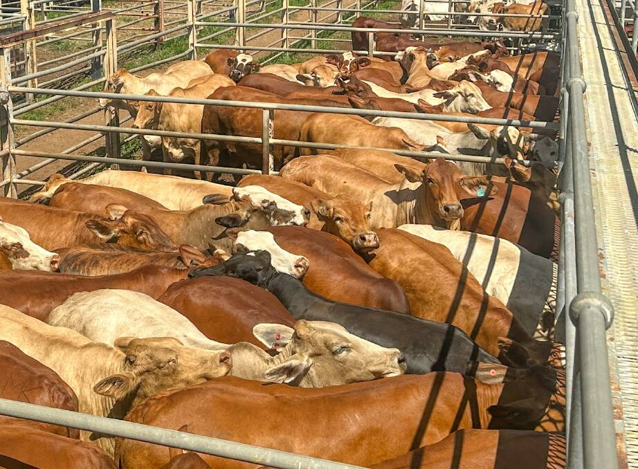 A shift away from drought in the US will create better opportunities for export quality beef in Asian markets, like these Euro-cross cows at Clermont, Qld, on Tuesday, that topped at 286c/kg. Of course, a move toward dry in Australia would create other challenges. Photo supplied by Jake Passfield.