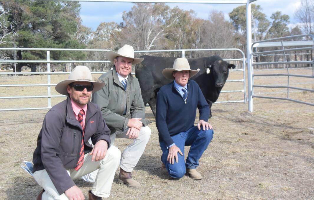 Top-priced Eastern Plains bull Narroy N49 by Booroomooka Bartel, with Elders Armidale agent Paul Harris, auctioneer Paul Dooley, Tamworth and Eastern Plains stud principal Andrew White.