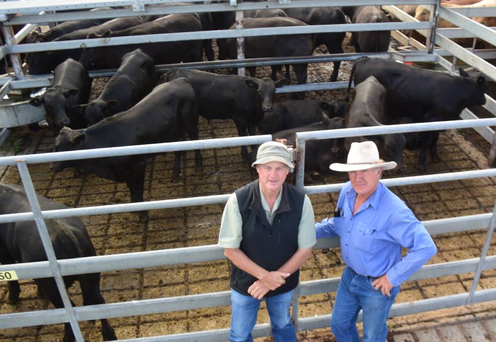 Peter Trow and and John Newberry, Glen Innes, came to Grafton to buy cattle in the 450c/kg range. They are pictured here with Angus/Brahman steers, 257kg, from Bernie Kelly of Colletts Island, Ulmarra, which made 586c/kg or $1502 going to Scone through Elders.