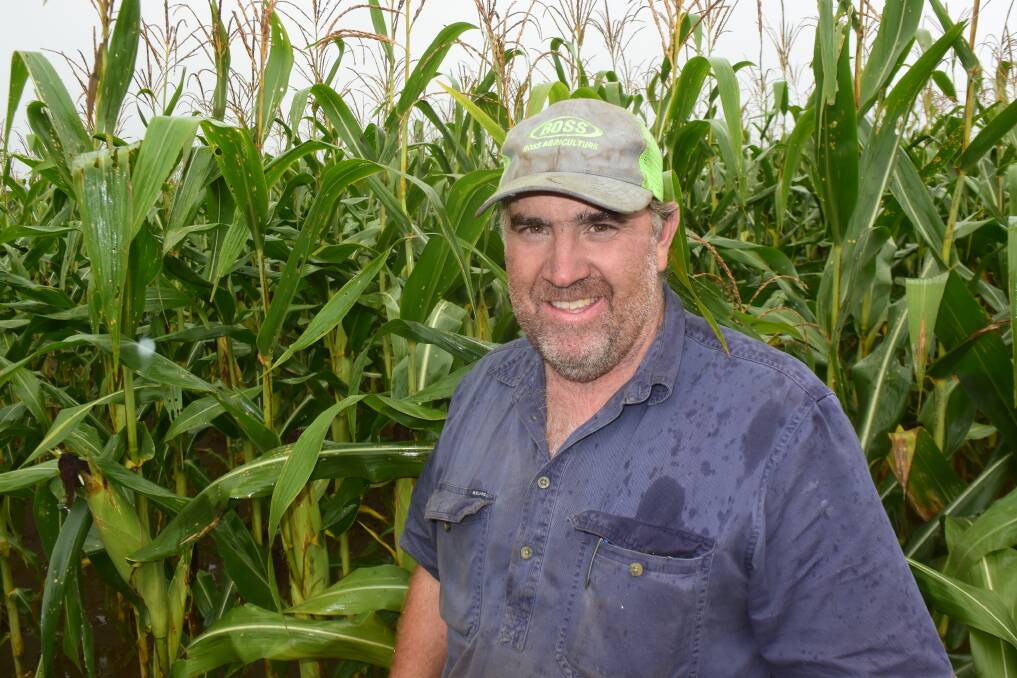 Paul Fleming among white gritting corn at Codringon, via Casino. The January plant crop survived a metre of rain and an early attack of Fall Armyworm. Strategic pest control using different chemistry at the right times proved critical.