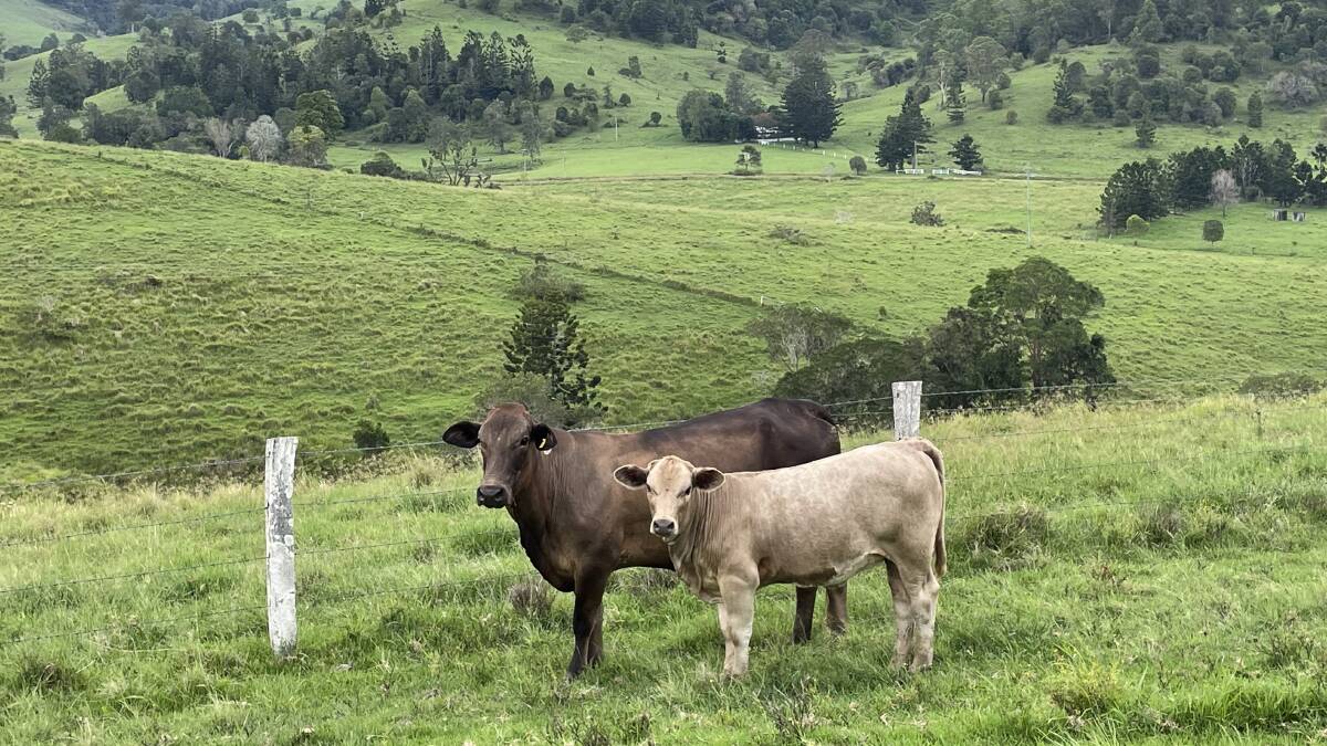 Cross bred cattle on Mr Amey's farm produce more climate emissions than can be absorbed by plants. But strategic regeneration of paddock trees combined with better management of ossification in cattle will go a long way towards reaching carbon neutrality.